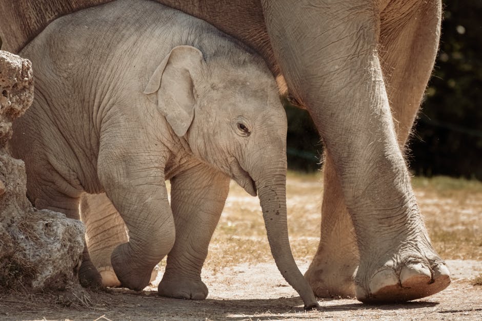 A small baby elephant walking alongside an adult elephant in a natural outdoor setting during daytime. The baby elephant has light grey, wrinkled skin, large floppy ears, and a short trunk, and is positioned close to the adult's leg, partially shaded by the larger animal. The adult elephant's massive legs and part of its body are visible, with its skin similarly grey and wrinkled. The ground is dry and sandy, with some rocks and sparse vegetation nearby, and the background shows a dark, blurred tree line. This scene captures the gentle, protective stance typical of elephants in the wild, emphasizing size and detail of the young elephant's features compared to the adult's, without any human-made objects or furniture present. The image highlights natural wildlife and the size contrast inherent in elephant families, relevant to topics of relocation or transfer of large animals, fitting within the context of conservation or transport logistics occasionally associated with animal moves.
